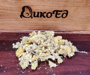 Фото Бессмертник сушеный