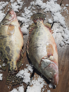 Превью Китайский окунь 1-1,5 кг