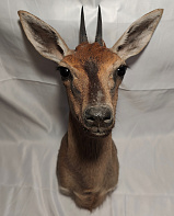 Голова хохлатой антилопы
