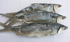 Омуль свежемороженый 0,8-1,2 кг лето 2025г