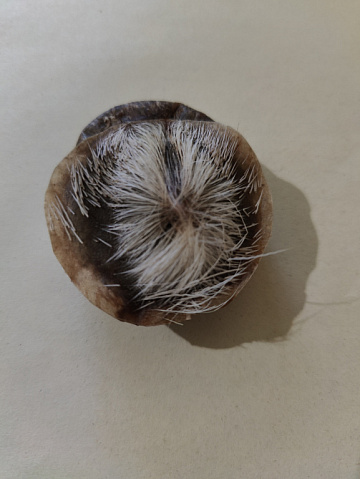 Фото Мускус кабарги (вяленный)