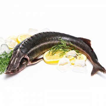 Фото Осётр Ленский свежемороженый дикий (3-6 кг)