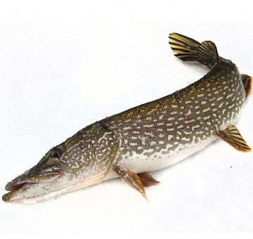Фото Щука свежемороженная непотрошеная 1-4кг