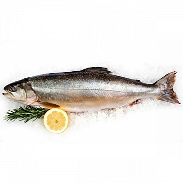 Фото Голец свежемороженый 0.9-1.6 кг