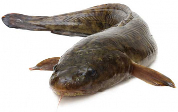 Фото Налим свежемороженый (1-5кг)