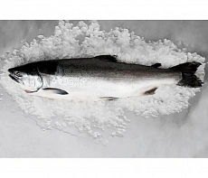 Горбуша свежемороженая непотрошеная 0.6-0,8 кг