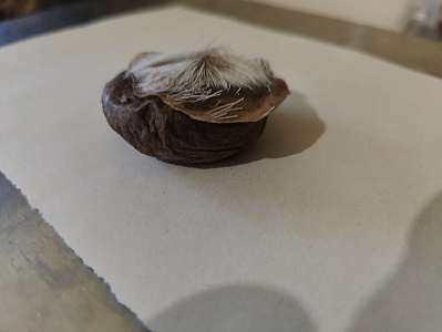 Превью Мускус кабарги (вяленный)