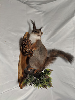 Белка на медальоне с шишкой