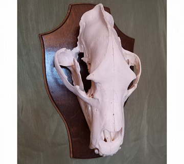 Фото Череп медведя белый