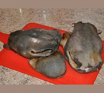 Фото Губа европейского благородного оленя