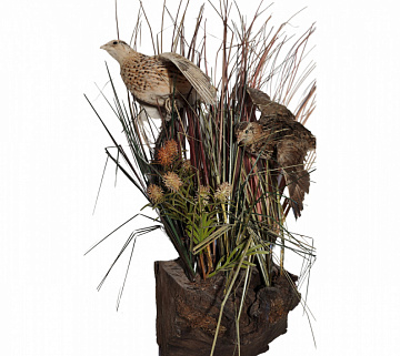 Фото Композиция перепела