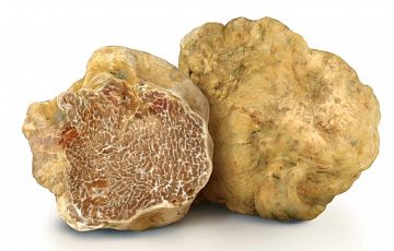 Фото Трюфель белый  WHITE TRUFFLE BIANCHETTO (TUBER BORCHII)