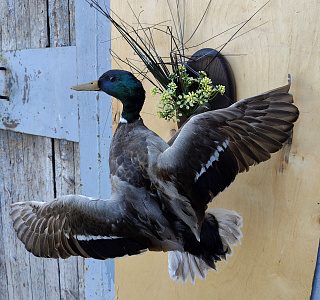 Превью Селезень на медальоне