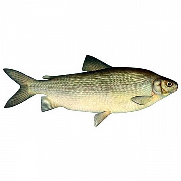 Фото Чир свежемороженый 1-1,5 кг