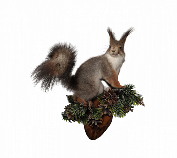 Фото Белка на медальоне